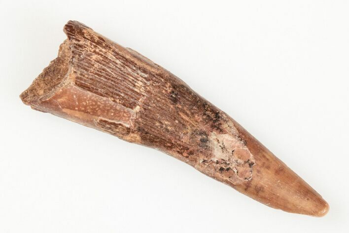 Fossil Pterosaur (Siroccopteryx) Tooth - Morocco #201906